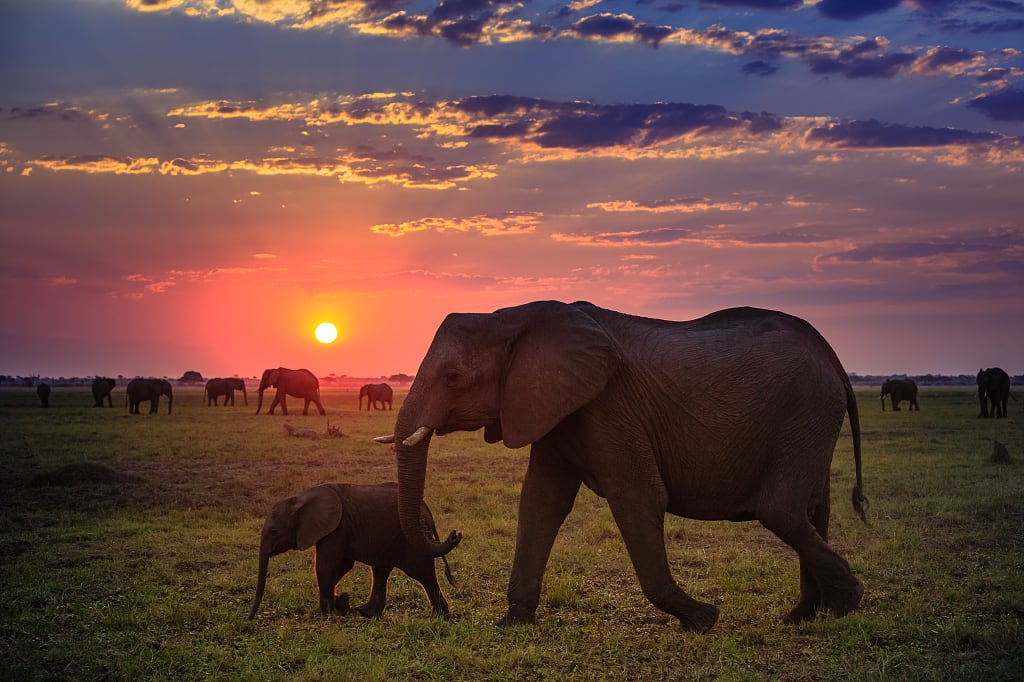 Sunset Safari